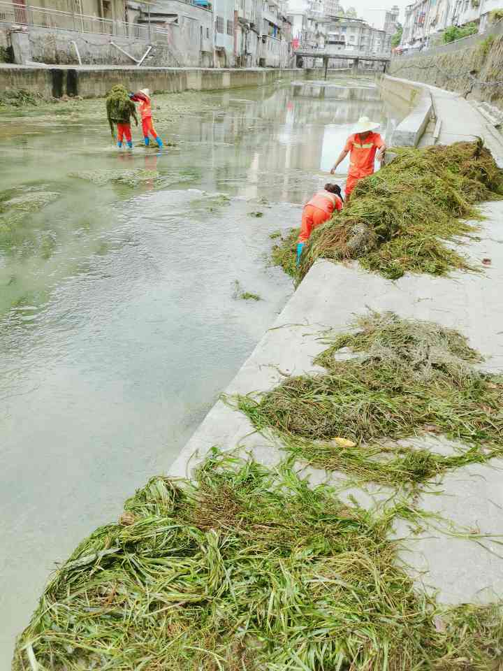 贵州遵义城市绿化管养项目(图3)